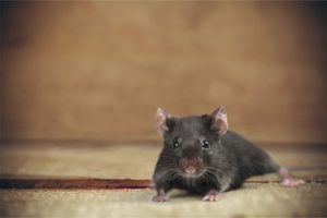 mice in Laverton