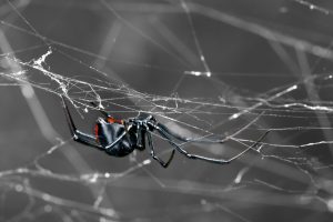 spider pest control Dandenong
